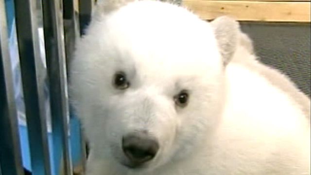 Twin Polar Bear Cubs Make Public Debut