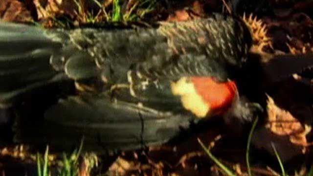 Dead Blackbirds Targeted by Fireworks