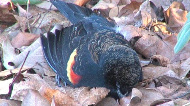 Thousands of Birds Fall From Arkansas Sky