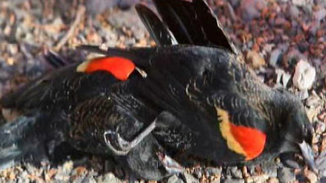 Arkansas Bird Death Mystery