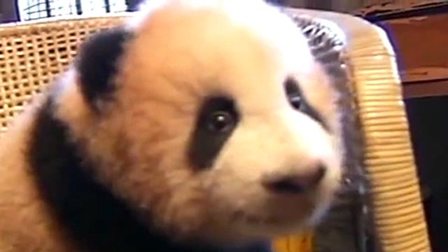 Giant Panda Cub Mugs for Cameras
