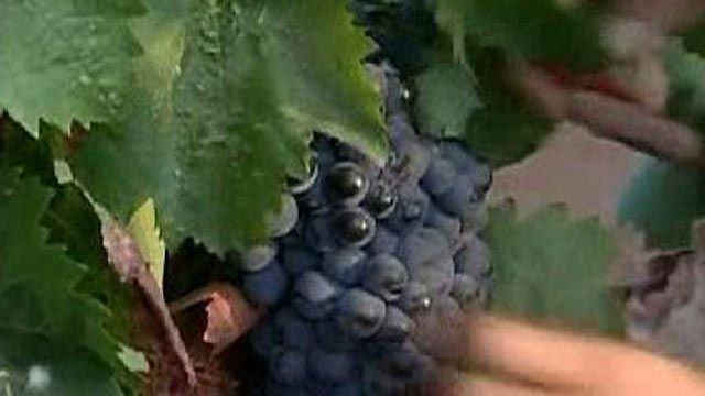U.S. Wine Industry Gaining Ground