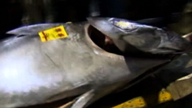 Giant Tuna Sells for $396K