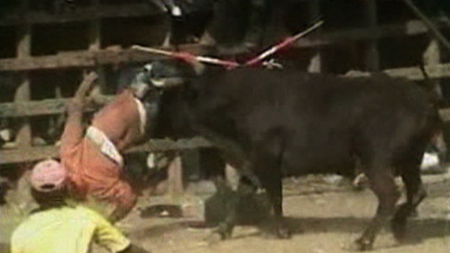 Brutal Bullfights