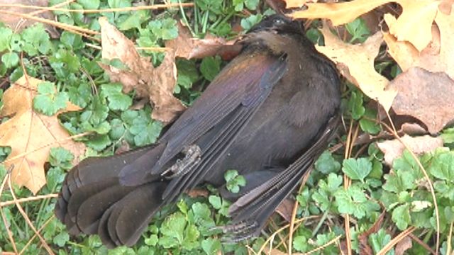 Questions Remain in Dead Birds Mystery