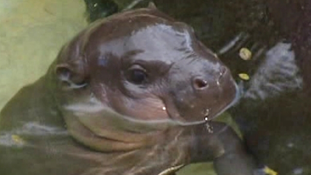 Baby Pygmy Hippo Makes Zoo Debut
