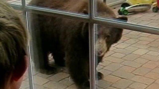 Bears Invade California Town