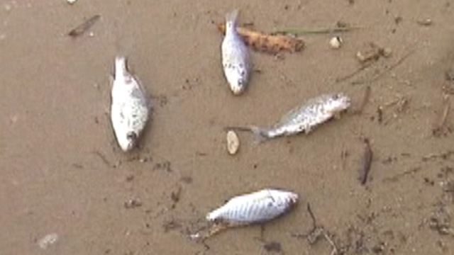 Bizarre Fish Deaths