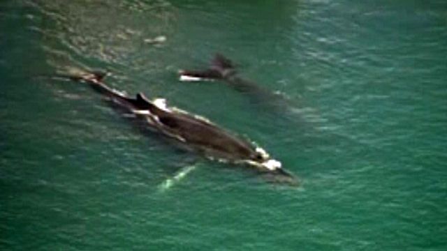 Humpback Whales Stranded in Honolulu Harbor