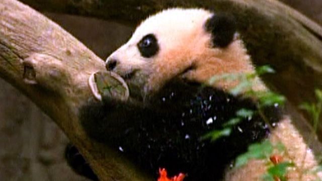 Dangling Panda