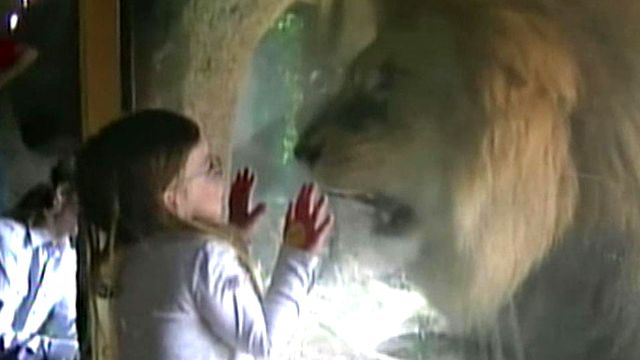 Lion Takes Swipe at Little Girl
