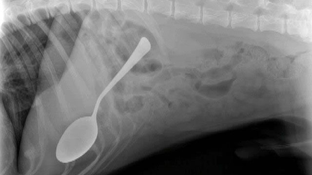 Dog Swallows Spoon in Maryland