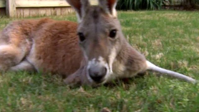 Irwin the kangaroo angers neighbors