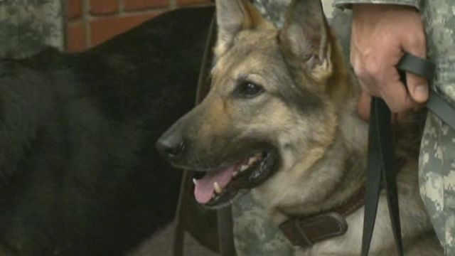 Homes for military dogs