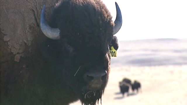 Ranchers cashing in on buffalo meat
