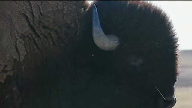 Growing Demand for Bison Meat