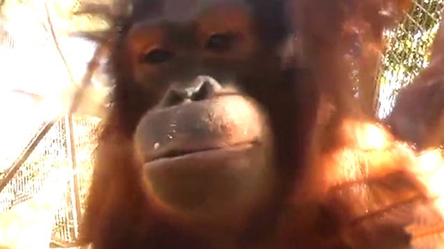 Orangutan tech: There's an ape for that
