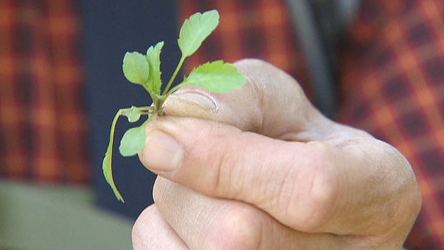 Cancer-preventing plant
