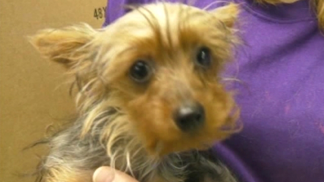 Pricey Pooch Stolen From Ohio Pet Store