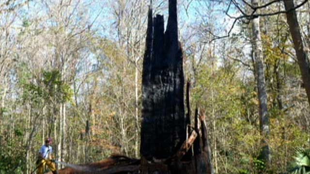 Fire Destroys 3,500-Year-Old Tree