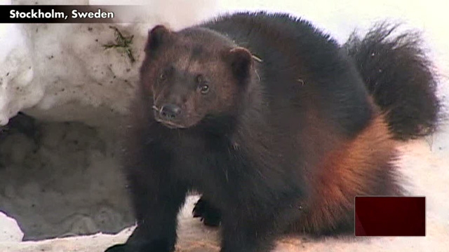 Cool Critters: Wolverines Love Snow Days