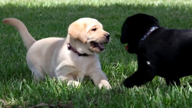 Adorable puppies take break from guide dog training