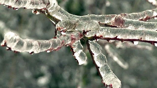 Snow, ice damage trees in Washington State