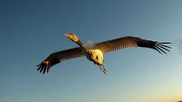 Pilots help whooping cranes fly south