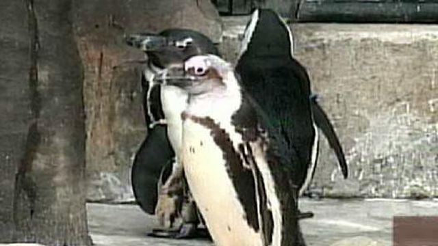 Ode to National Penguin Awareness Day