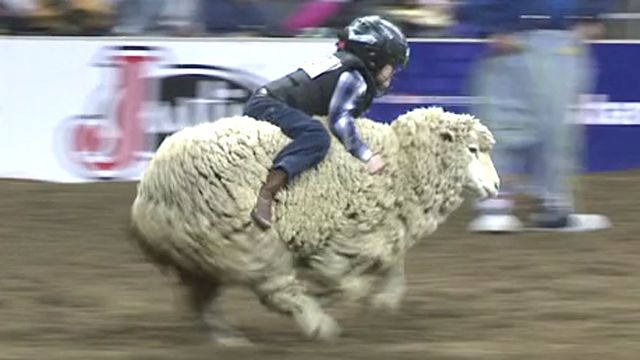Mutton bustin' kids steal show at rodeo