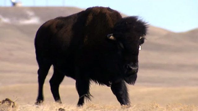 Demand for buffalo meat rising in Colorado