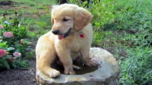 Puppy's death leads to outrage in Maryland