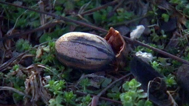 Pecan thefts on the rise in Georgia