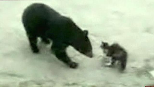 Cat Fights Bear Over Trash