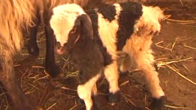 Six-legged lamb born in Georgia