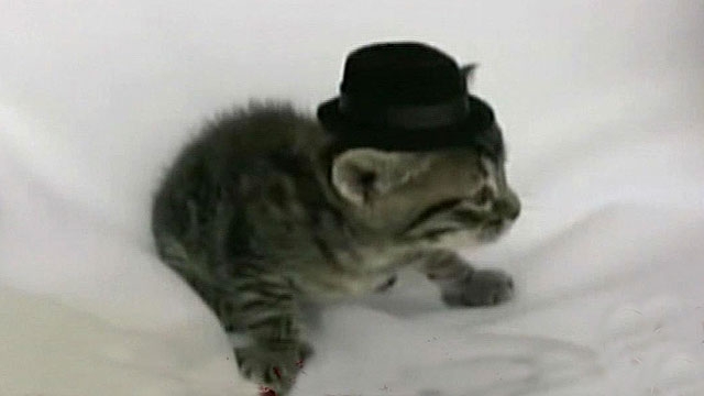 'Red Eye's' Where Are They Now: Kitten in Tiny Hat