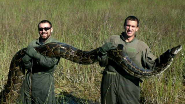 Report: Pythons wiping out mammals in the Florida Everglades