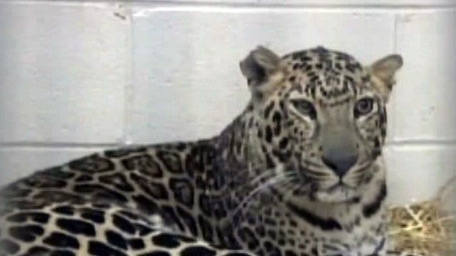 Spotted leopard euthanized at Ohio zoo