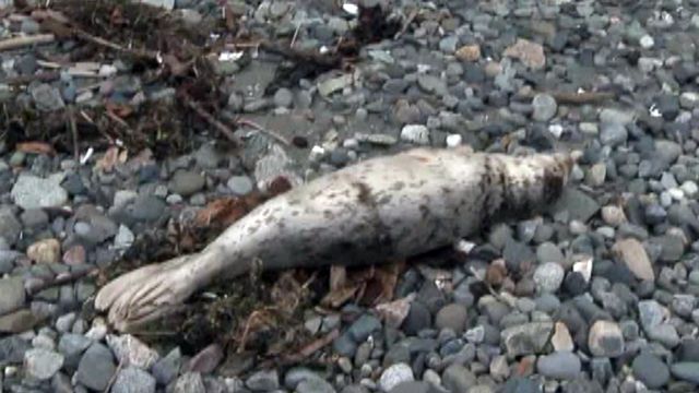 Seals being shot in Washington state?