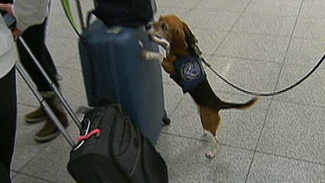 Airport Dog Protecting Population in NY