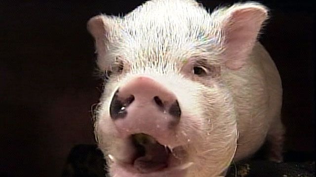 Pot-bellied pig looks for new home in New York