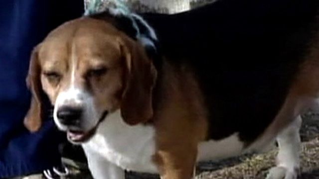 Pack of Wild Beagles Terrorize NY