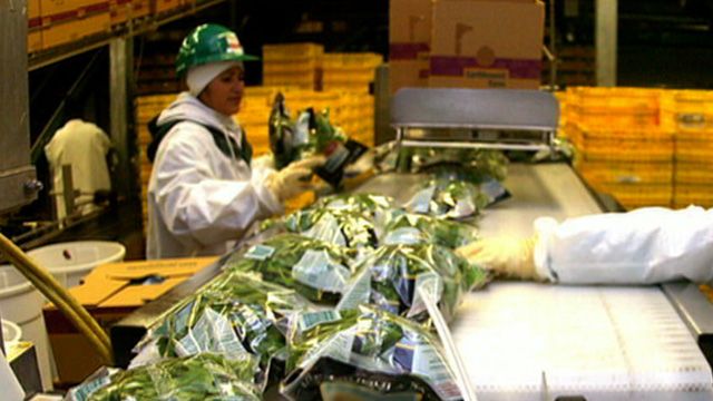 How Clean Is Packaged Lettuce?