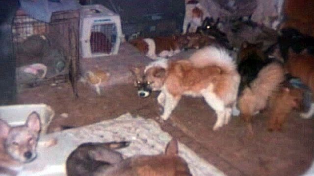 Animal hoarder has over 90 dogs inside home