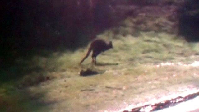 Wallaby seen roaming the streets in Washington State