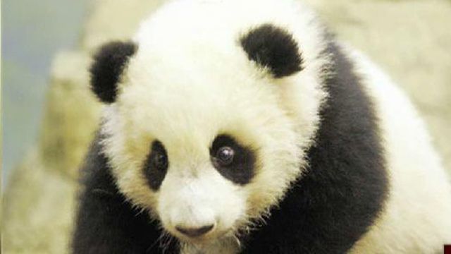 U.S.- Born Pandas Return to China