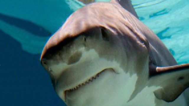 Search for Answers After Shark Attack