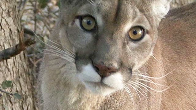 Are cougars on the loose in northeast?