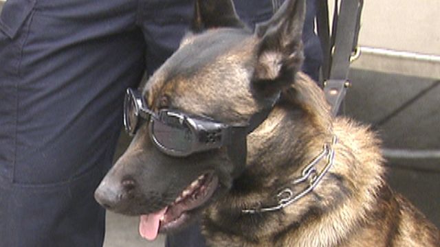 NYPD K-9 unit staying on the cutting edge