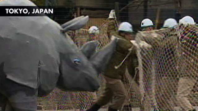 Tokyo Zoo Prepares for Rhino Escape